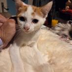 Deze poezenkindjes zoeken een huisje, Dieren en Toebehoren, Katten en Kittens | Overige Katten, Meerdere dieren