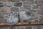 2 kuikens, Dieren en Toebehoren, Pluimvee, Meerdere dieren, Kip