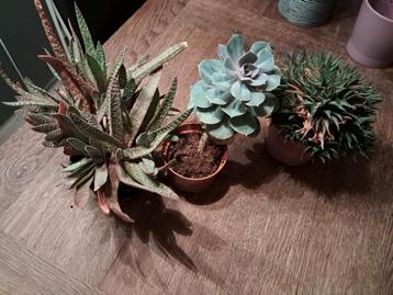 3 Vetplanten beschikbaar voor biedingen