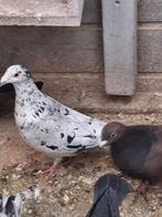 Kleurpostduiven zwart sprenkel en kite, Dieren en Toebehoren, Vogels | Duiven, Meerdere dieren