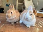 Dwergkonijnen ram en voedster 10 weken, Dieren en Toebehoren, Konijnen, Meerdere dieren, Dwerg