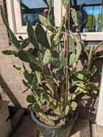 Enorme Opuntia vulgaris, Tuin en Terras, Planten | Tuinplanten, Ophalen