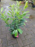 Laurierstruiken prunus laur Elly, Ophalen, Laurier