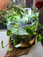 Aquarium ontwerp Betta pool vis, Dieren en Toebehoren, Ophalen of Verzenden, Zo goed als nieuw, Leeg aquarium