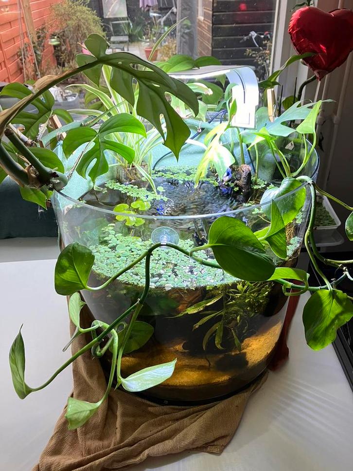 Aquarium ontwerp Betta pool vis, Dieren en Toebehoren, Vissen | Aquaria en Toebehoren, Zo goed als nieuw, Leeg aquarium, Ophalen of Verzenden