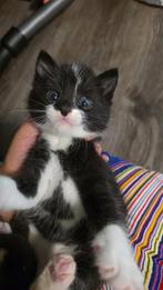 4 Schattige kittens., Meerdere dieren, Kortharig, 0 tot 2 jaar