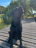 Labrador retriever pups, Dieren en Toebehoren, Honden | Retrievers, Spaniëls en Waterhonden, Particulier, Meerdere, 8 tot 15 weken