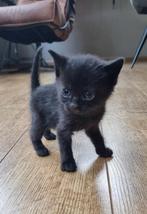 Kittens, poesjes, Poes
