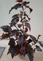 Begonia Arabian sunset, Ophalen, In pot, Halfschaduw, Minder dan 100 cm