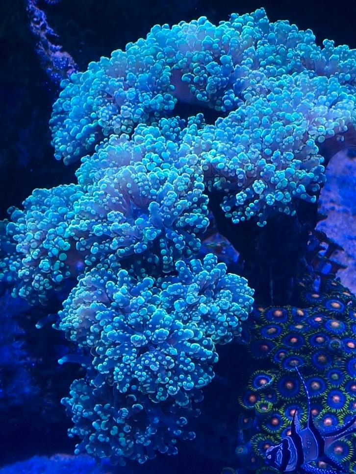 15-kops Frogspawn kolonie – Super gezond en groot, Dieren en Toebehoren, Vissen | Aquaria en Toebehoren, Ophalen