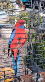 Penant rosella man, Mannelijk, Parkiet