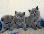Britse korthaar kittens, Dieren en Toebehoren, Katten en Kittens | Raskatten | Korthaar, Meerdere dieren, Ontwormd, 0 tot 2 jaar