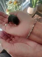 Jonge Syrische (Goud) hamsters, Dieren en Toebehoren, Knaagdieren, Hamster, November, Meerdere dieren, Tam