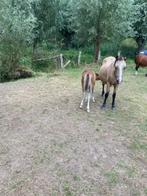 4 Welsh merrieveulens, lief karakter, Dieren en Toebehoren, Pony's, Merrie, A pony (tot 1.17m), Onbeleerd, Recreatiepony