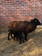 Ouessant schapen, Meerdere dieren, Schaap