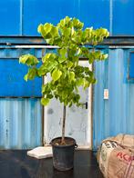 Cercis sunrise 230 cm