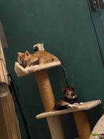 24 juni 2025  geboren, Poes, Ontwormd, 0 tot 2 jaar