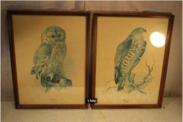 2 Prachtige Vogelprenten - Uil en Buizerd - 42x32 beschikbaar voor biedingen