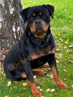 Te koop rottweiler pups met stamboom, Dieren en Toebehoren, Nederland, Parvo, 8 tot 15 weken, Meerdere