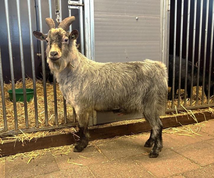 Dwergbok blauwschimmel, Dieren en Toebehoren, Schapen, Geiten en Varkens, Geit, Mannelijk, 0 tot 2 jaar