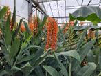 Hedychium aurantiacum siergember winterhard, Ophalen, Zomer, Overige soorten, Volle zon