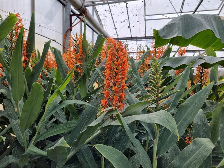 Hedychium aurantiacum siergember winterhard, Tuin en Terras, Planten | Tuinplanten, Overige soorten, Volle zon, Zomer, Ophalen