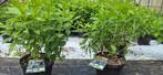 Hydrangea paniculata 'Limelight', Vaste plant, Halfschaduw, Zomer, Ophalen