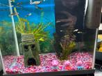 Gezocht gratis visjes, Dieren en Toebehoren, Ophalen of Verzenden, Nieuw, Leeg aquarium