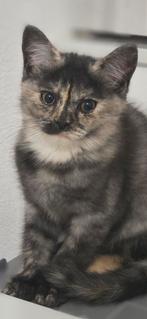 Prachtig Uniek Britskorthaar Kitten, Dieren en Toebehoren, Katten en Kittens | Raskatten | Korthaar, Meerdere dieren, Ontwormd