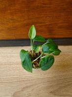 Monstera spruceana plantjes/stekjes, Ophalen of Verzenden, Halfschaduw, Minder dan 100 cm