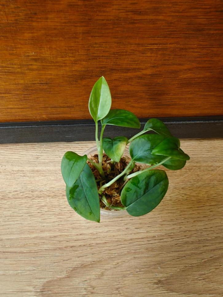 Monstera spruceana plantjes/stekjes, Huis en Inrichting, Kamerplanten, Minder dan 100 cm, Halfschaduw, Ophalen of Verzenden