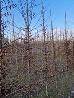 Carpinus betules haagbeuk boom 13 stuks, Tuin en Terras, Planten | Bomen, Ophalen