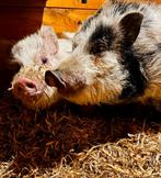 2 hangbuik zwijntjes, Mannelijk, Varken, 0 tot 2 jaar