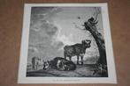 Antieke gravure - Koeien (naar Paulus Potter) - 1884 !!, Antiek en Kunst, Ophalen of Verzenden