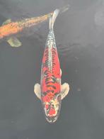 Mooi getekende koi karper, Karper of Koi