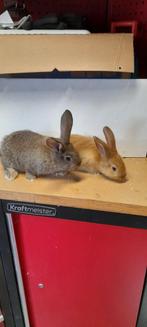 Tekoop jonge vlaamse reuzen konijnen, Dieren en Toebehoren, Konijnen