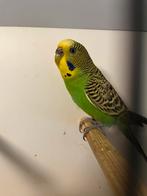 0-2 kleurgrasparkieten poppen 2025 split blackface, Dieren en Toebehoren, Vogels | Parkieten en Papegaaien, Vrouwelijk, Parkiet