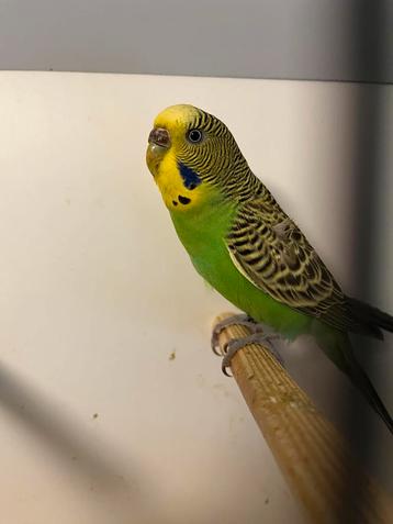 0-2 kleurgrasparkieten poppen 2025 split blackface beschikbaar voor biedingen