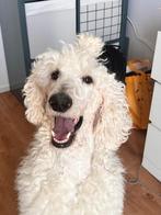 Witte Koningspoedel, 6 jaar of ouder, Parvo, Eén hond, Nederland