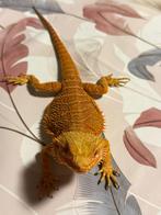 Baardagaam, Hagedis, 0 tot 2 jaar