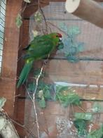 Kakariki te koop, Dieren en Toebehoren, Vogels | Parkieten en Papegaaien, Mannelijk, Parkiet, Geringd