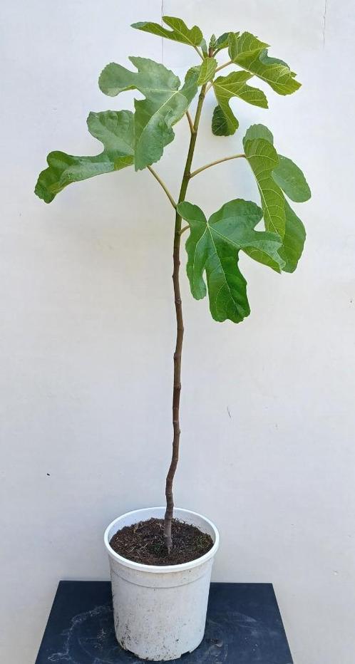 Vijgenboompje- Ficus carica “, Tuin en Terras, Planten | Fruitbomen, Vijgenboom, 100 tot 250 cm, Volle zon, Lente, In pot, Ophalen