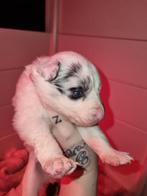 Bordercolliepups nog 4 teven 2 merle aparte! 2 zwart wit, Dieren en Toebehoren, Honden | Herdershonden en Veedrijvers, Parvo, 8 tot 15 weken