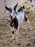Te koop bruin bonte geiten bok, HOORNLOOS geboren, Dieren en Toebehoren, Schapen, Geiten en Varkens, Mannelijk, Geit, 0 tot 2 jaar