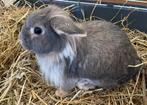 2 aaibare 🐇 konijnen 🐰 (voedsters) zoeken nieuw huisje, Dwerg, Vrouwelijk, 0 tot 2 jaar, Hangoor