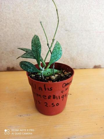 Hoya Parviflora  potmaat 6.5 nummer H1194 beschikbaar voor biedingen