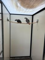 1-1 grijze roodstaarten 2025, Dieren en Toebehoren, Meerdere dieren, Papegaai, Geringd