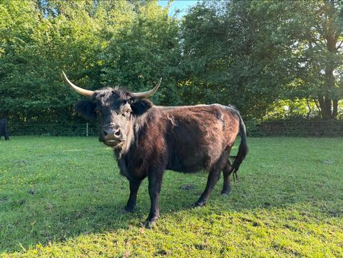 Dahomey / hoogland kruising - koe - minirund, Dieren en Toebehoren, Runderen, Vrouwelijk, 3 tot 6 jaar