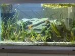 Aquarium, Dieren en Toebehoren, Ophalen, Zo goed als nieuw, Leeg aquarium