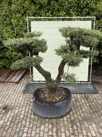 Olijfboom Pon-Pon - Olea Europea - stamomvang 100-110 cm, Tuin en Terras, Planten | Bomen, In pot, Olijfboom, Zomer, Volle zon